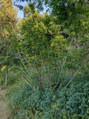 Heptapleurum arboricola
