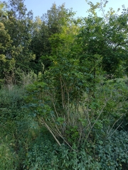 Heptapleurum arboricola