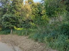 Heptapleurum arboricola