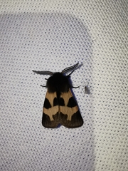 Watsonarctia deserta