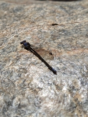 Argia extranea