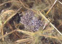 Lithobates palustris