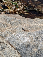 Argia extranea