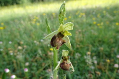 Ophrys sphegodes passionis