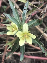 Ludwigia adscendens diffusa