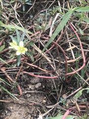 Ludwigia adscendens diffusa