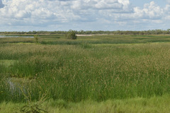 Schoenoplectus subulatus