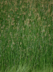 Schoenoplectus subulatus