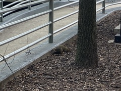 Sciurus niger