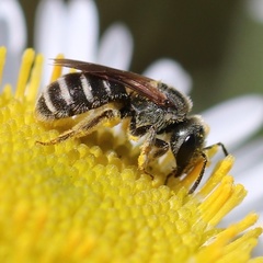 Halictus