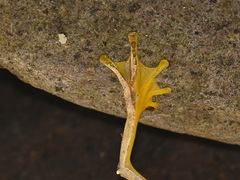 Leptomantis bimaculatus