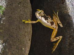 Leptomantis bimaculatus