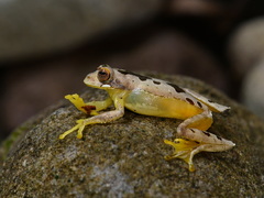 Leptomantis bimaculatus