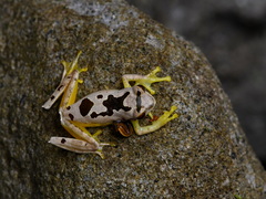 Leptomantis bimaculatus