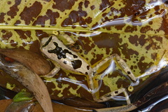 Leptomantis bimaculatus