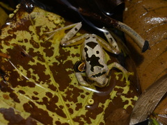 Leptomantis bimaculatus