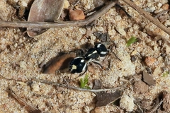 Atillum
