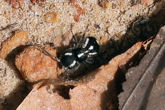 Atillum