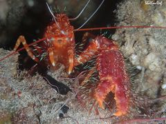 Enoplometopus occidentalis