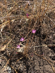 Clarkia franciscana