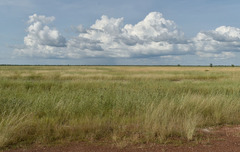 Dichanthium sericeum polystachyum
