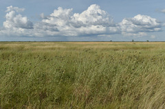 Dichanthium sericeum polystachyum