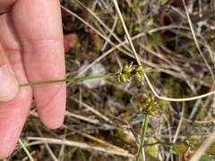 Carex chordorrhiza