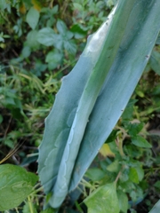 Agave americana