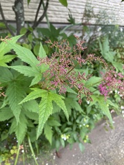 Filipendula multijuga