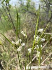 Eriophorum viridicarinatum