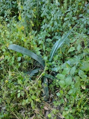 Agave americana