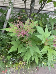 Filipendula multijuga