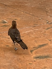 Quiscalus mexicanus