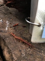 Scolopocryptops spinicaudus