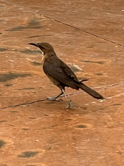 Quiscalus mexicanus