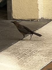 Quiscalus mexicanus