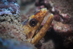 Gymnothorax reevesii