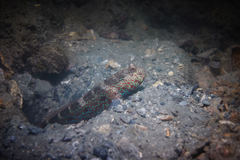 Cryptocentrus caeruleomaculatus