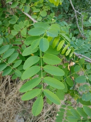 Robinia pseudoacacia