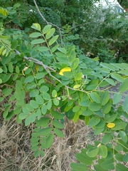 Robinia pseudoacacia