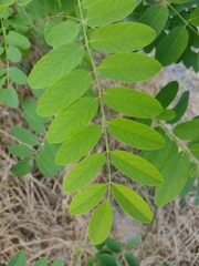 Robinia pseudoacacia