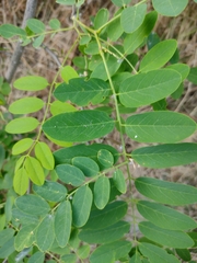 Robinia pseudoacacia