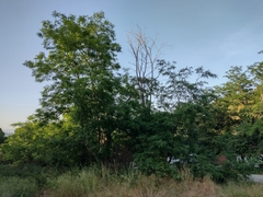 Robinia pseudoacacia