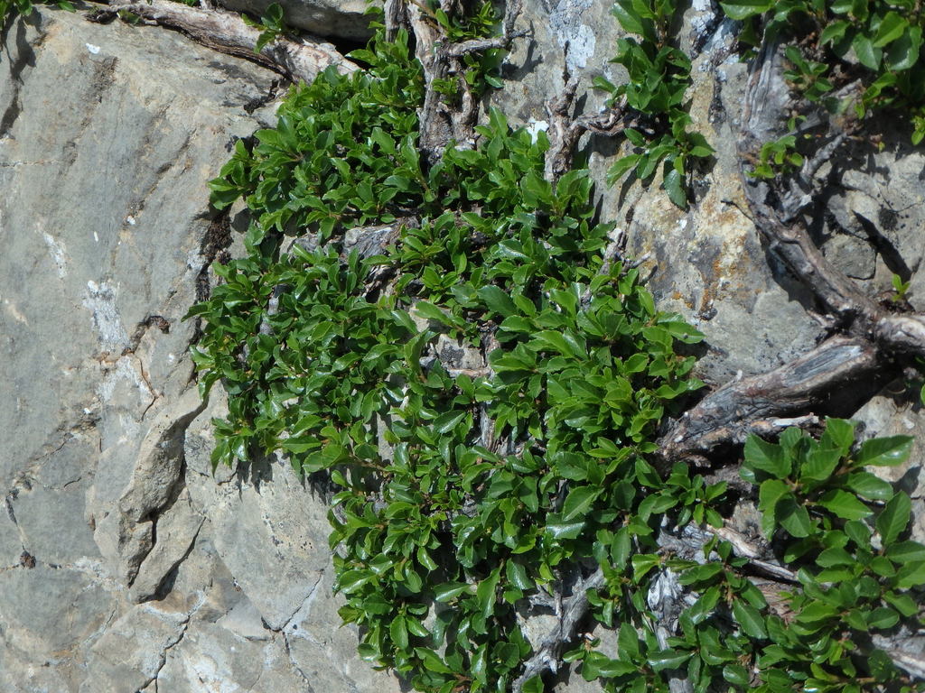 Buckthorns