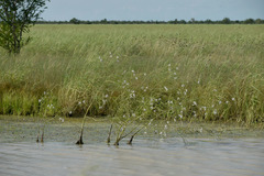 Sesbania erubescens