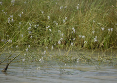 Sesbania erubescens
