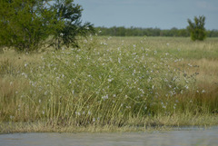Sesbania erubescens