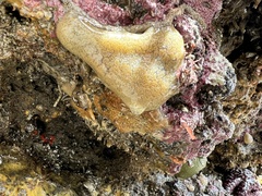 Eudistoma psammion
