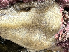 Eudistoma psammion