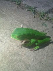 Phyllomedusa trinitatis